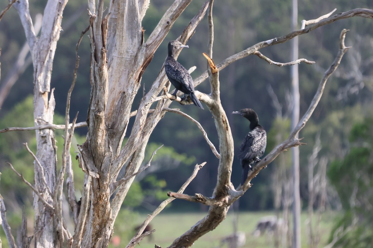 Little Black Cormorant - ML647342803