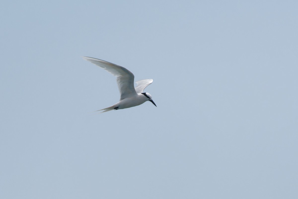 Black-naped Tern - ML647342807
