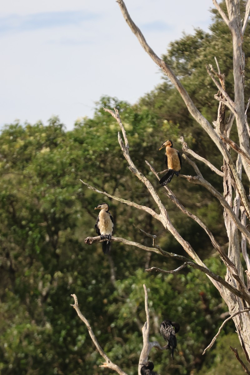 Little Pied Cormorant - ML647342811