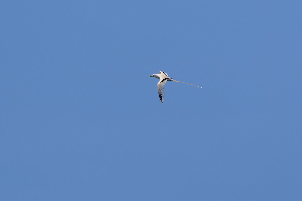 White-tailed Tropicbird - ML647342820