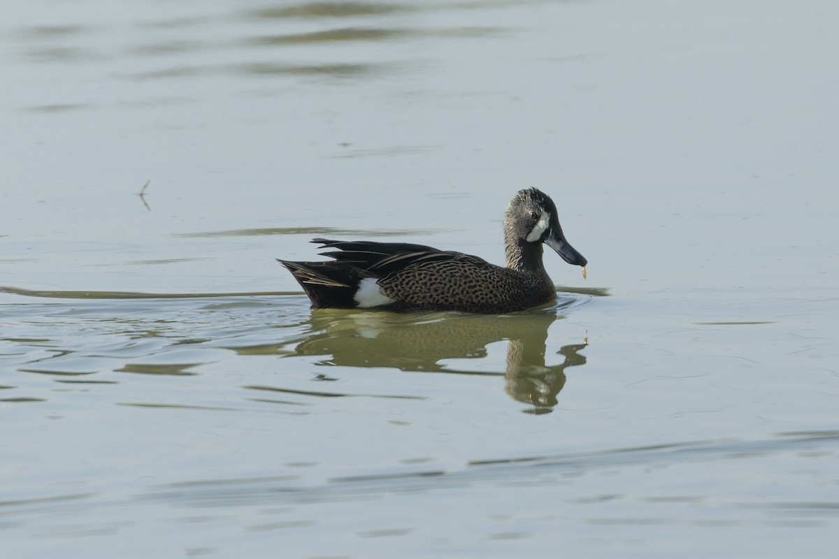 Sarcelle à ailes bleues - ML647342837