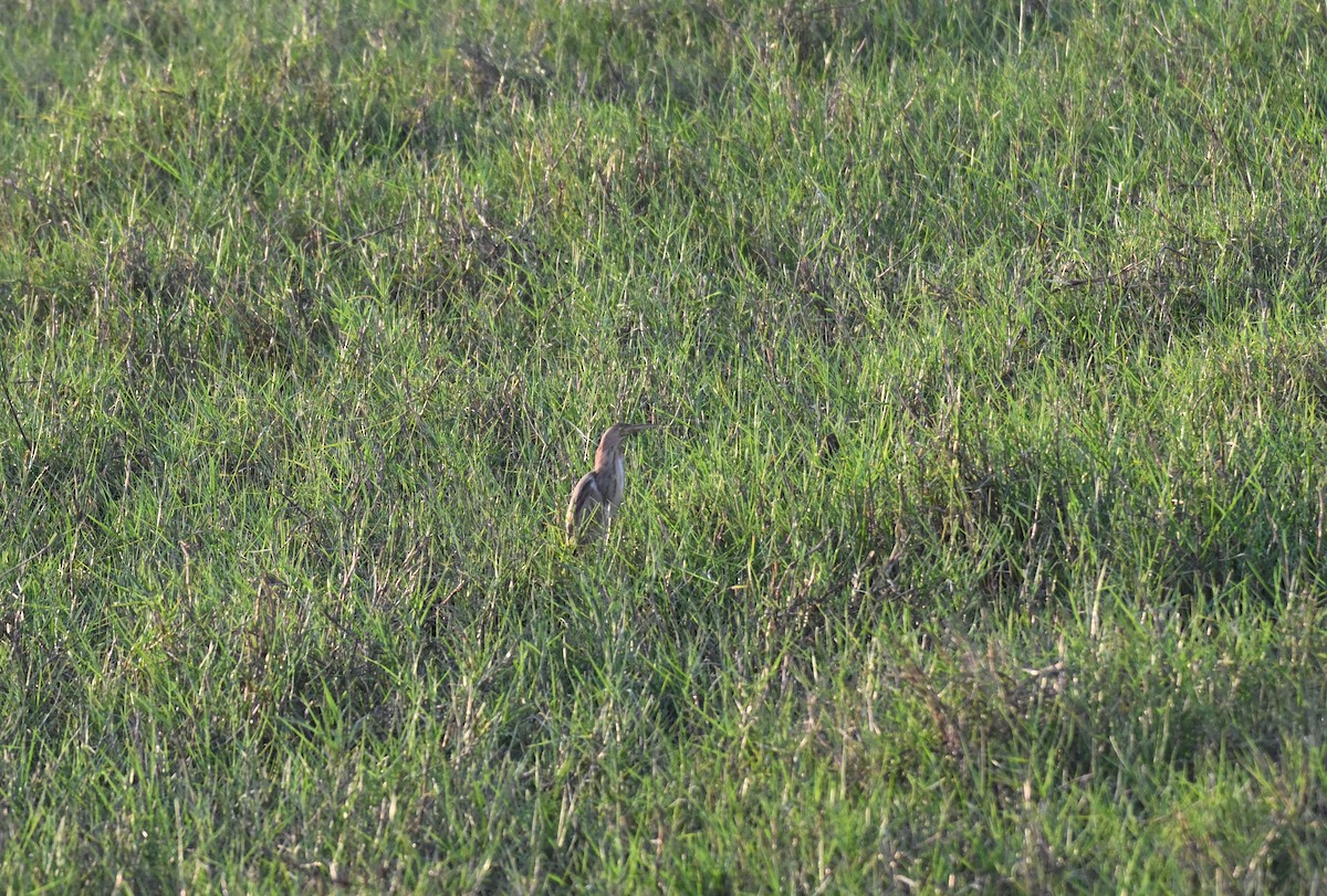 Zimtdommel - ML647342842