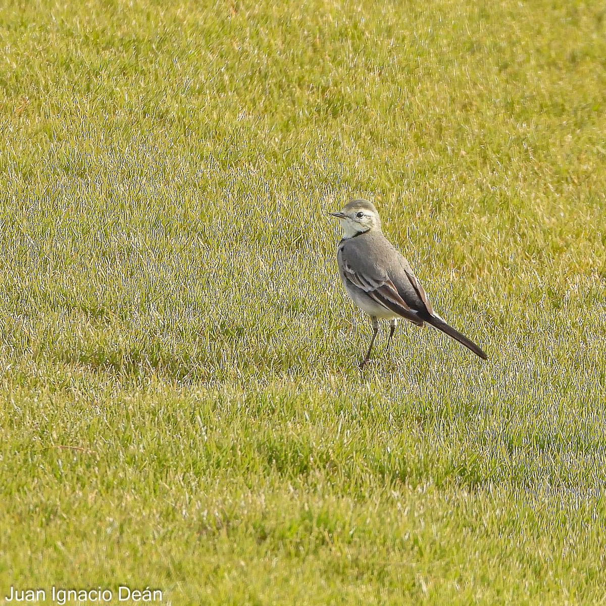 linerle - ML647342844