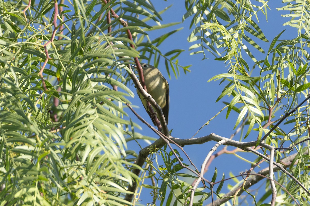 Gözlüklü Çalıkuşu - ML647342888