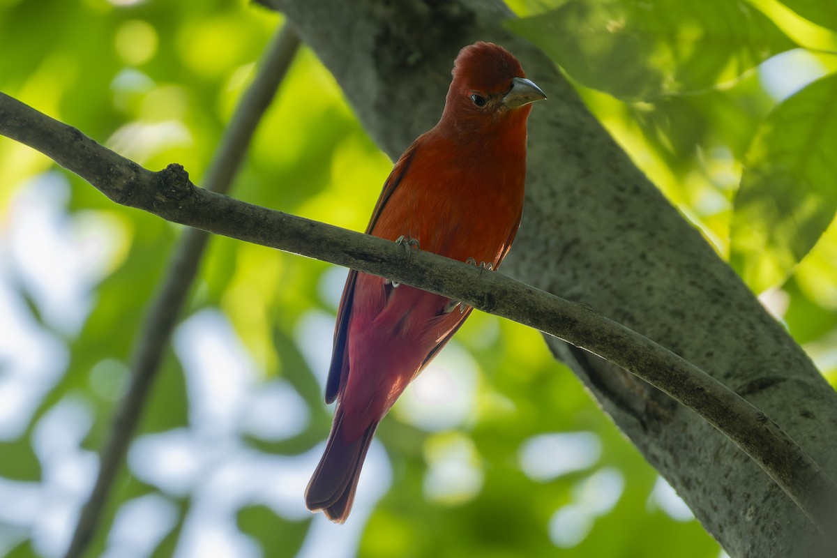 Kırmızı Piranga - ML647342920