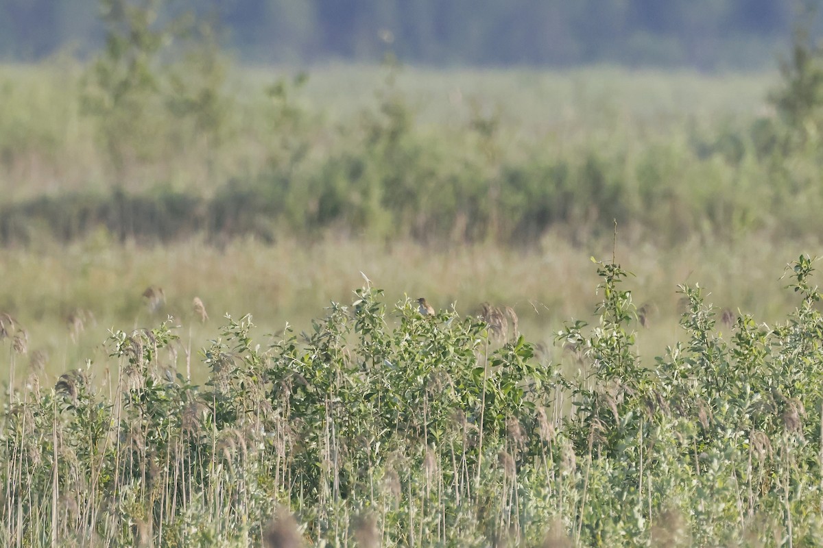 חרגולן מנומר - ML647343017