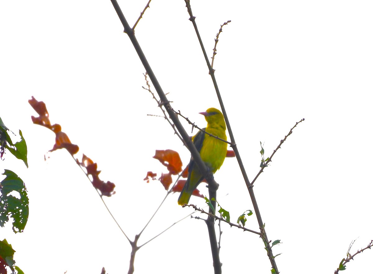 Indian Golden Oriole - ML647343020
