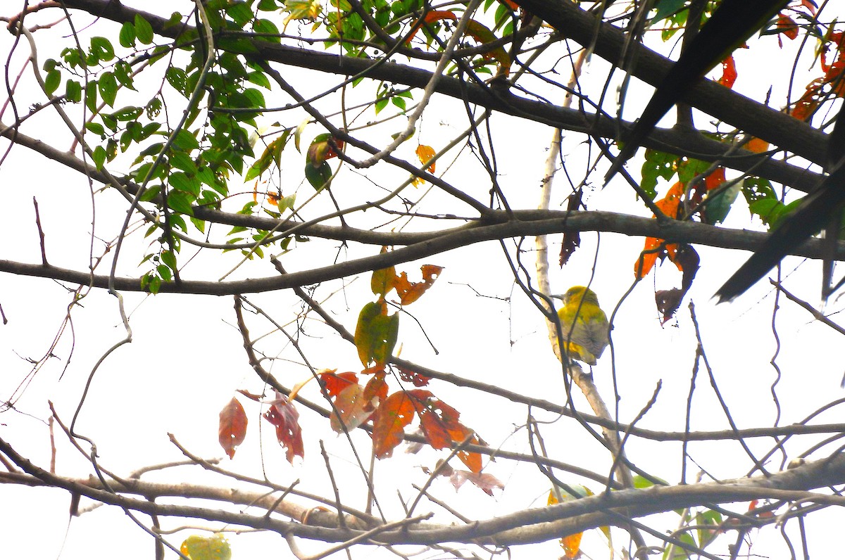 Indian Golden Oriole - ML647343022