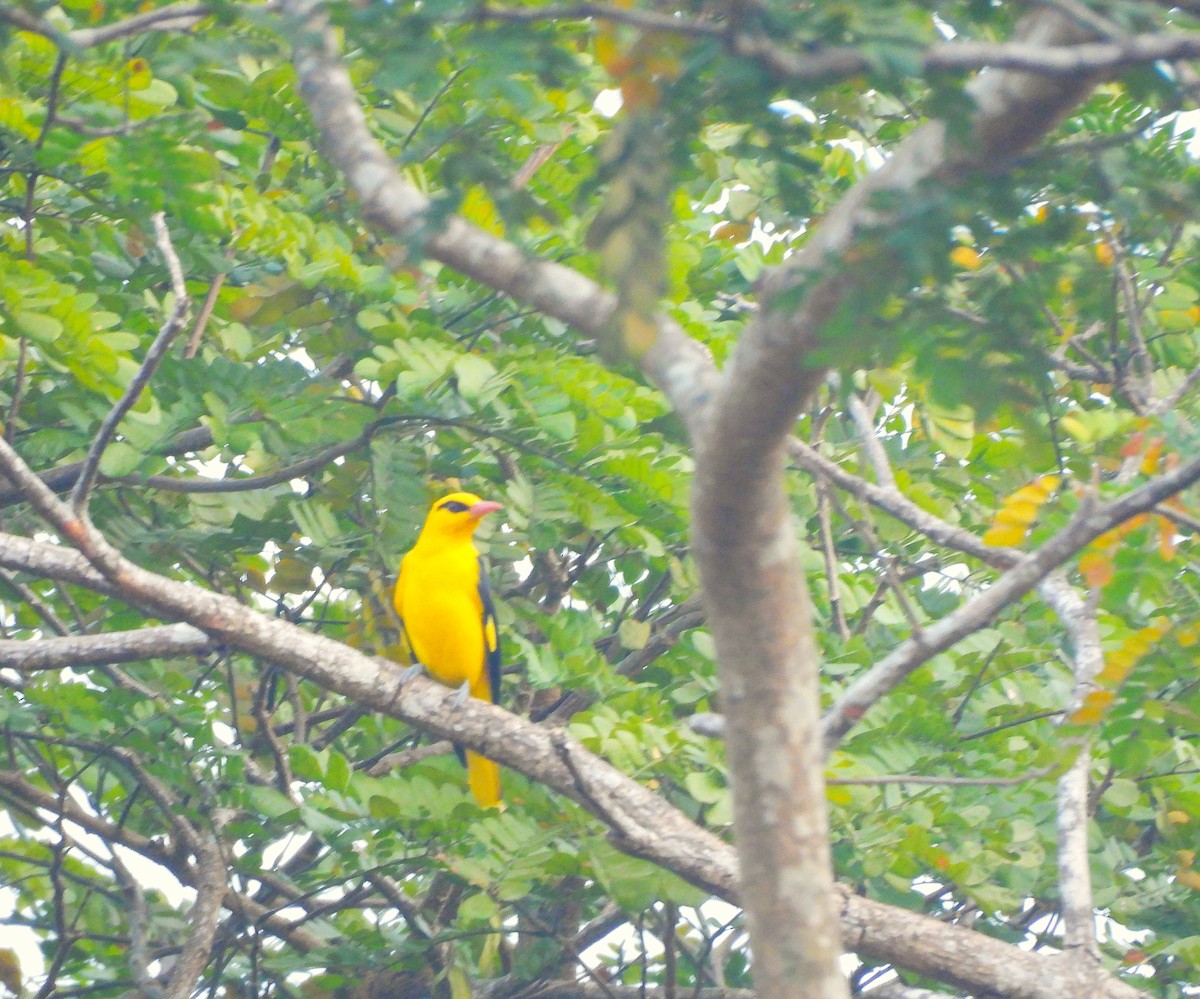 Indian Golden Oriole - ML647343023