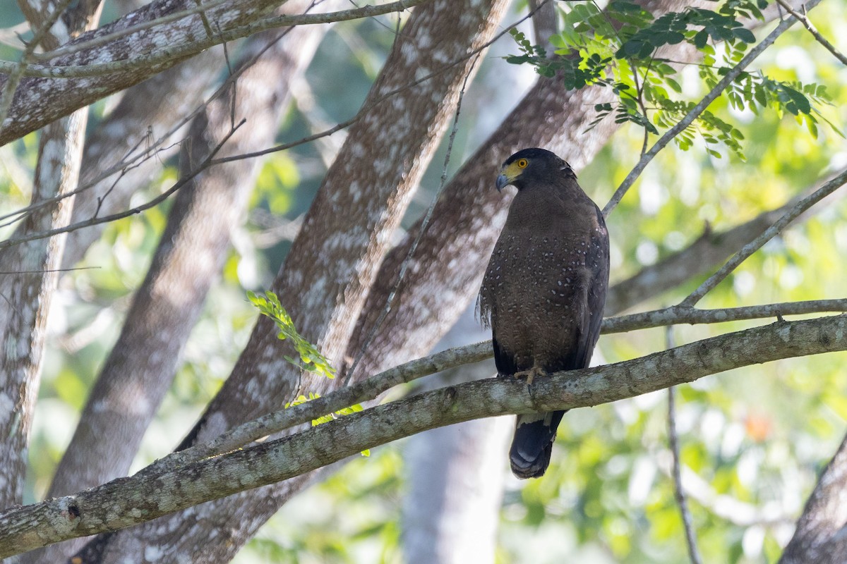 Crested Serpent-Eagle - ML647343030