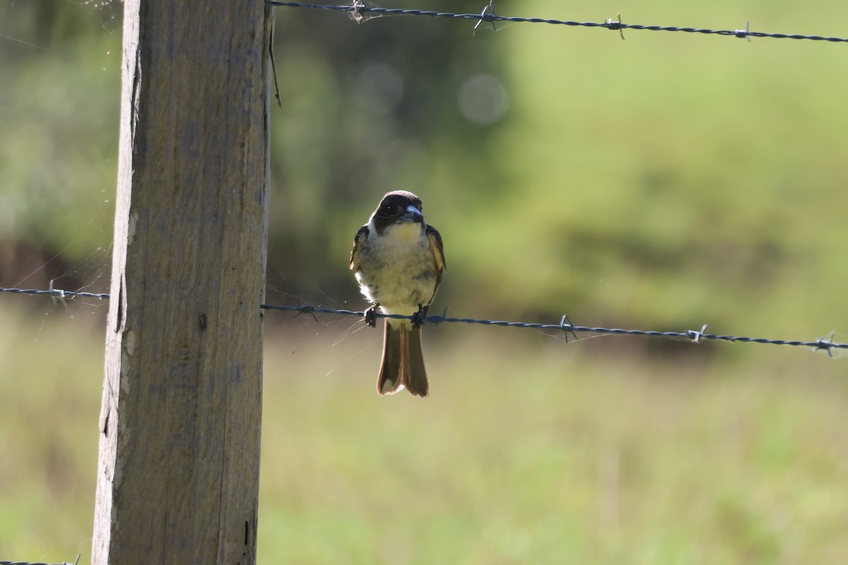 Gray Butcherbird - ML647343035