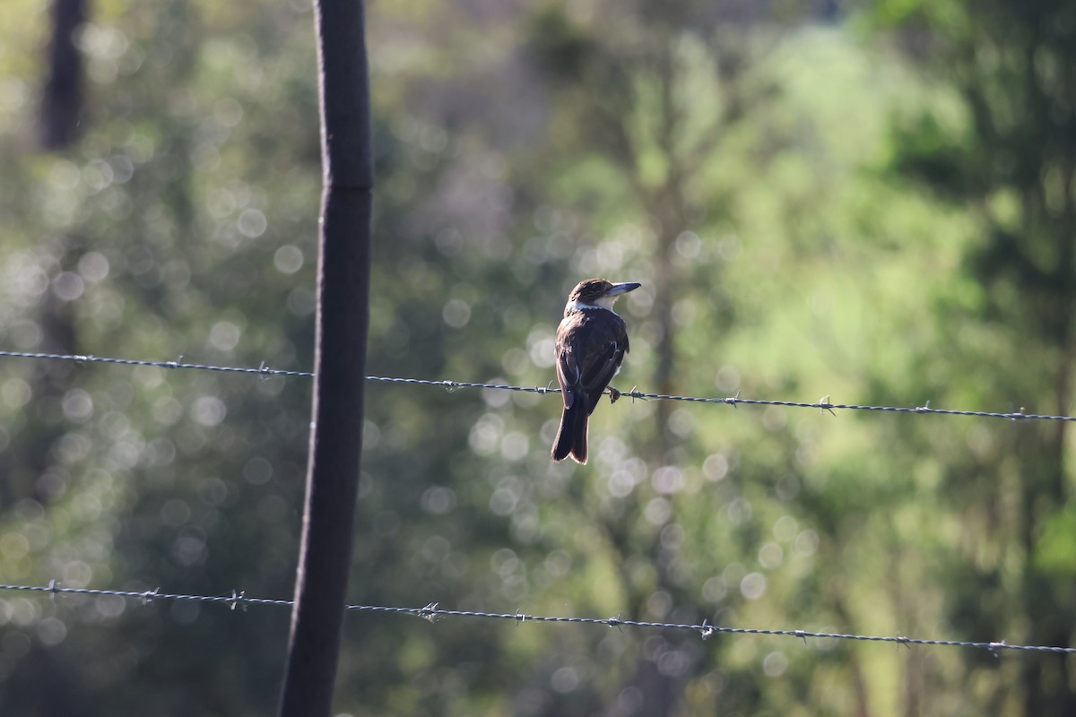 Gray Butcherbird - ML647343036
