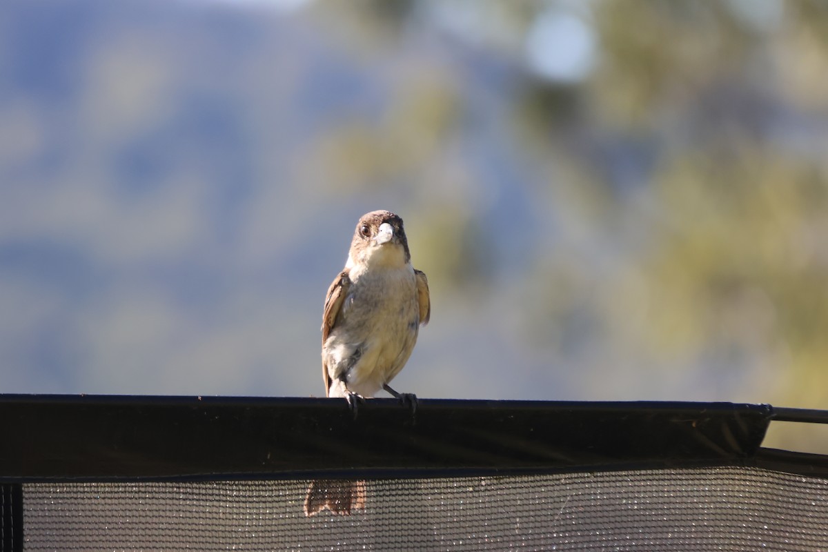 Gray Butcherbird - ML647343037