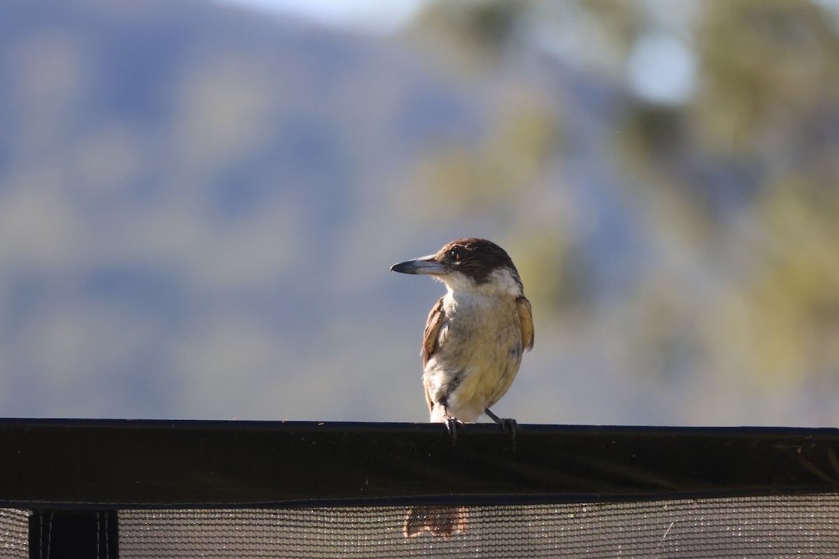Gray Butcherbird - ML647343038