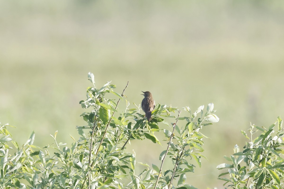 חרגולן מנומר - ML647343040