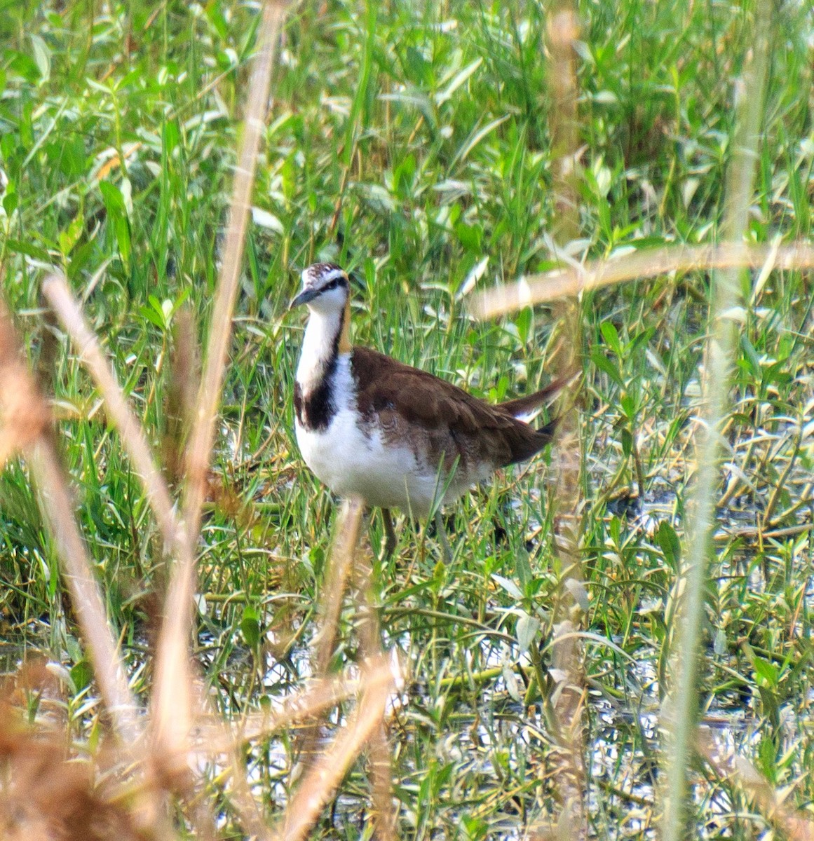 Jacana à longue queue - ML647343041