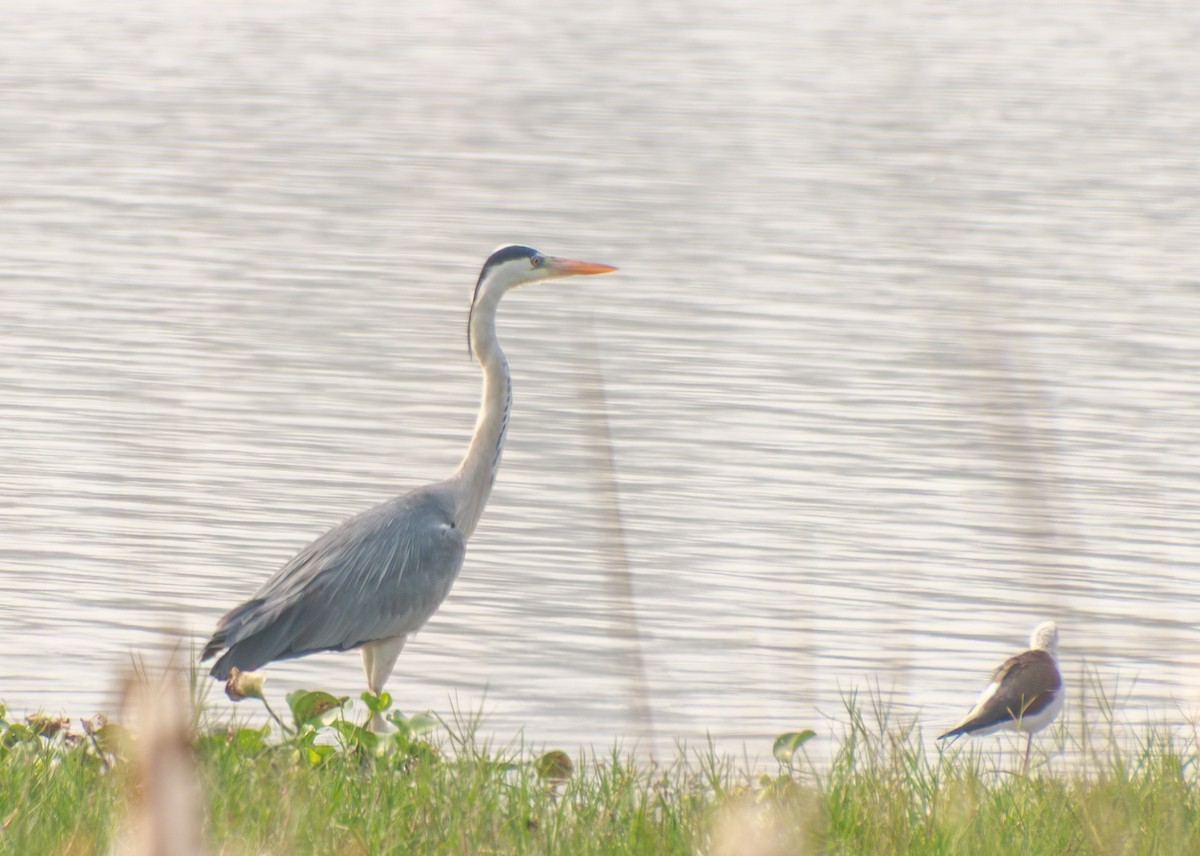 Héron cendré - ML647343045