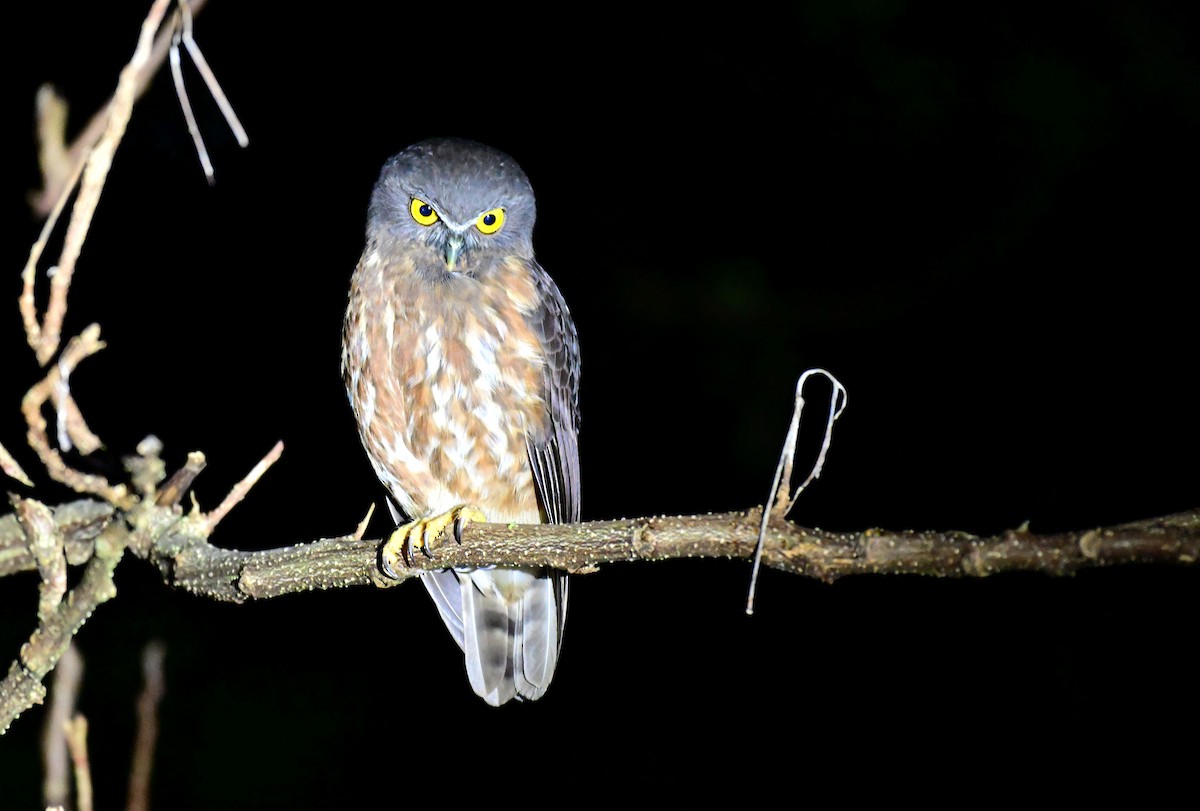 Andamanenkauz - ML647343048