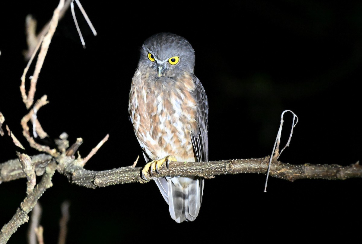 Andamanenkauz - ML647343049