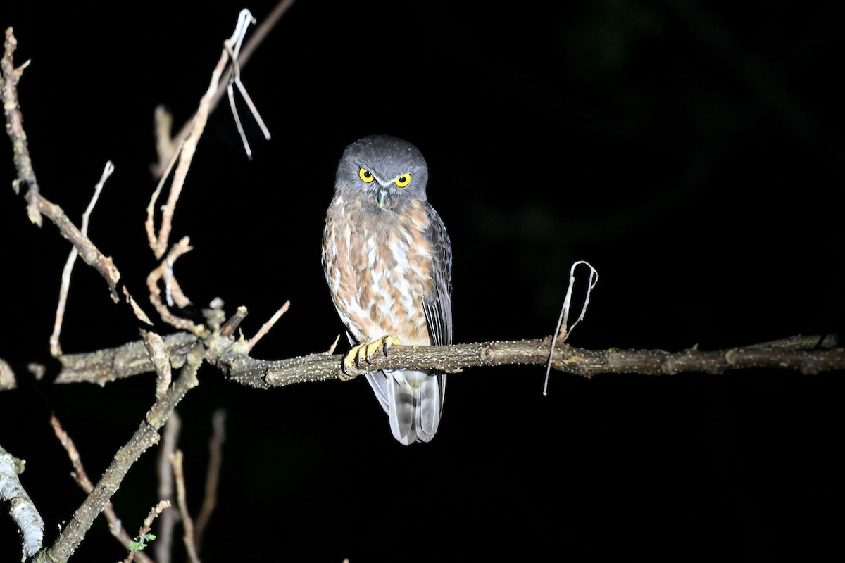 Andamanenkauz - ML647343053