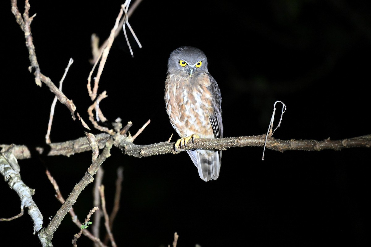 Andamanenkauz - ML647343054