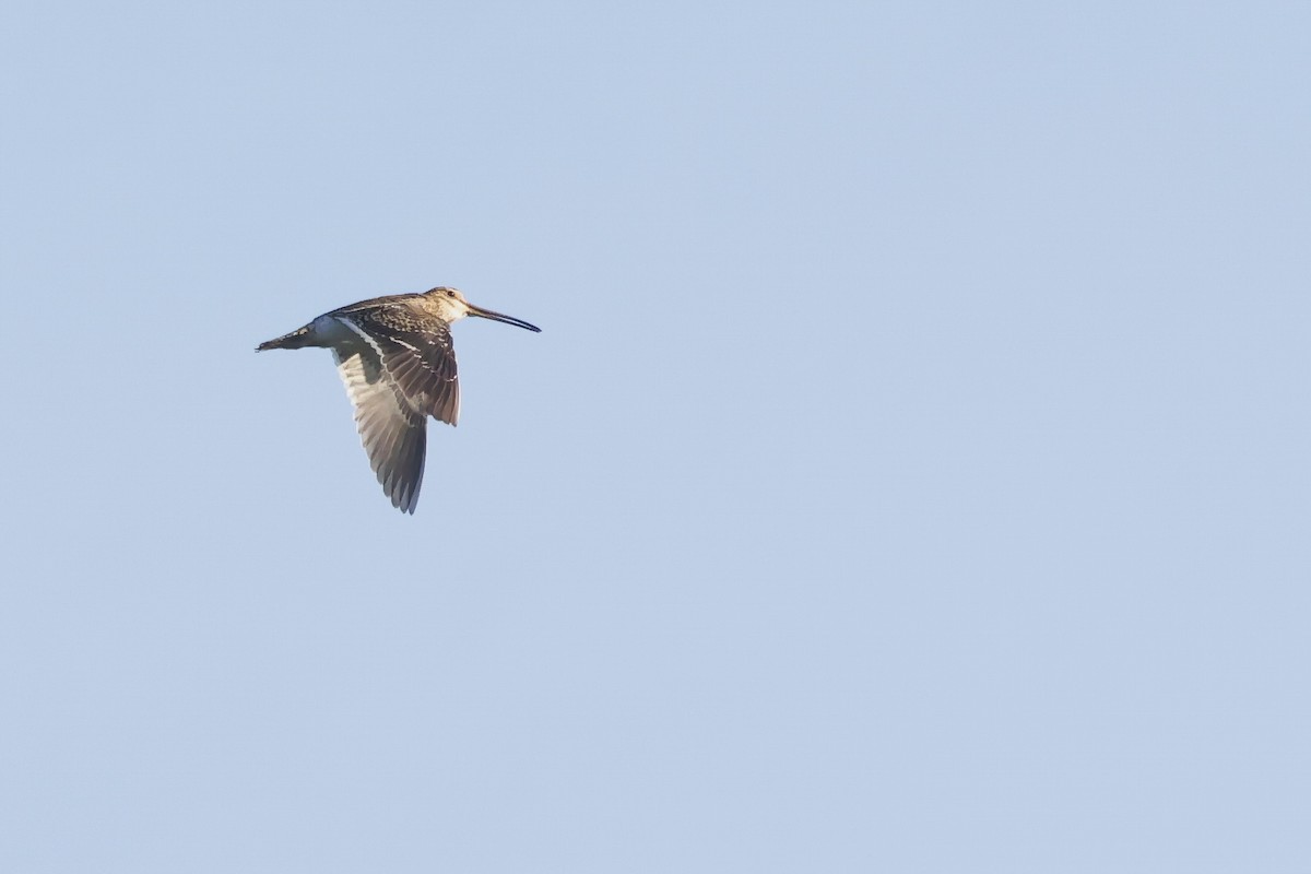 Agachadiza Común - ML647343058