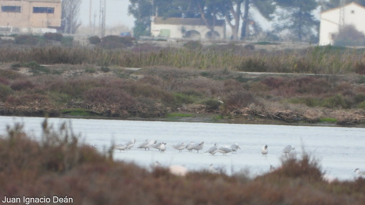 שחף שחור-ראש - ML647343070
