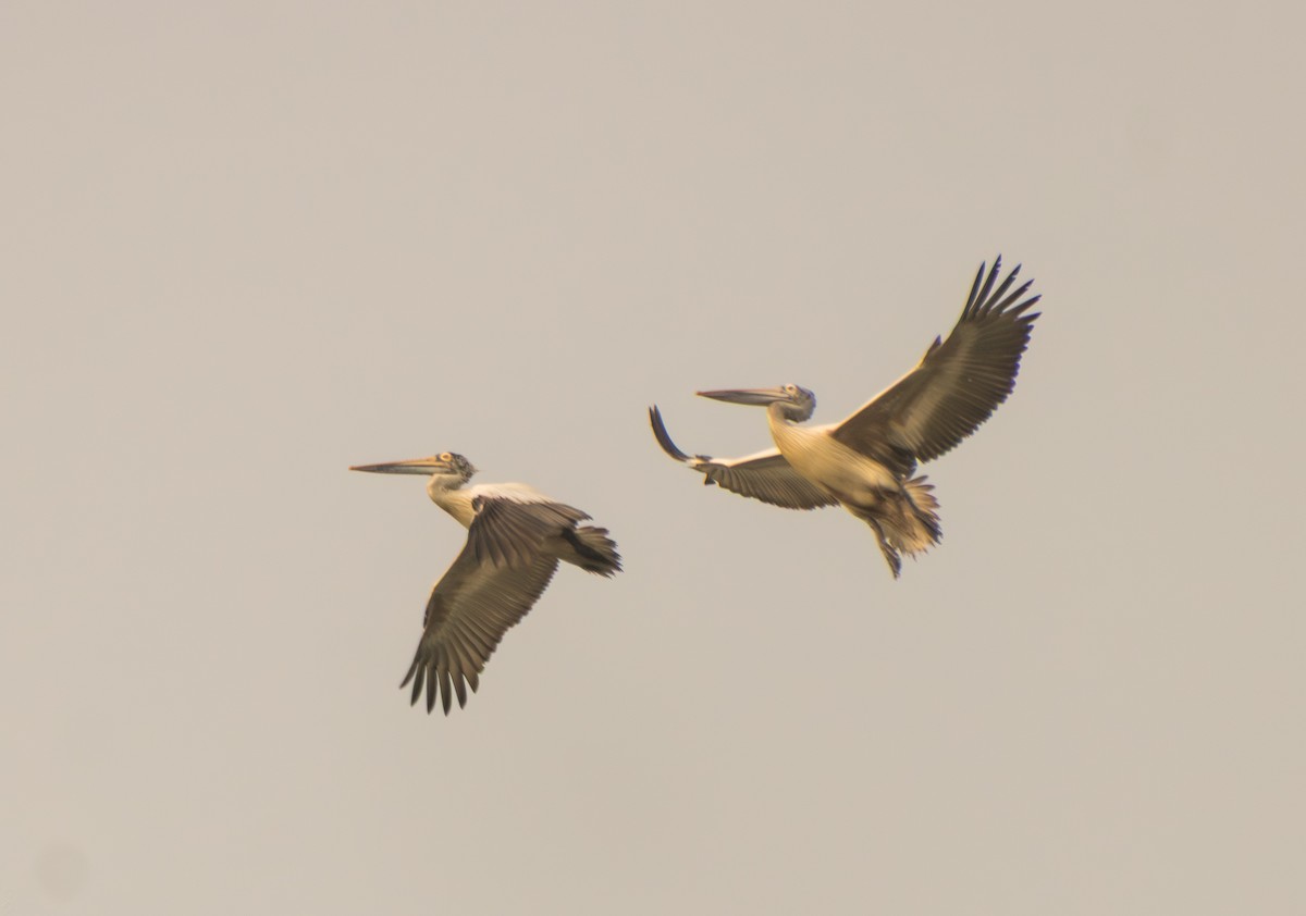 Canard à bec tacheté - ML647343080