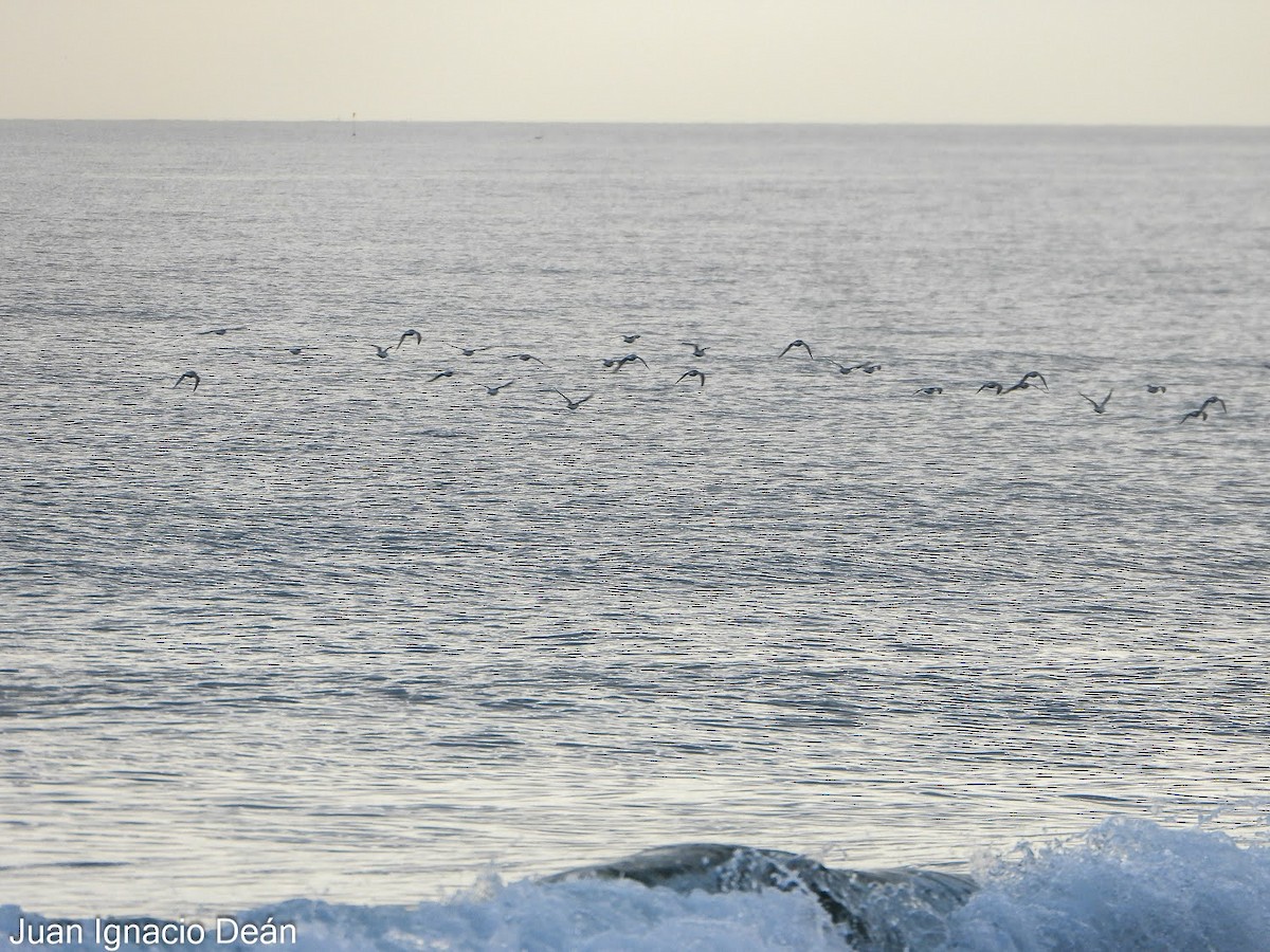 Bécasseau sanderling - ML647343082