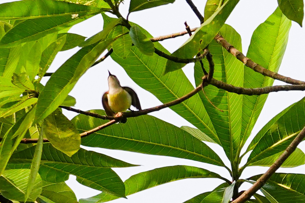 Purple-rumped Sunbird - ML647343084