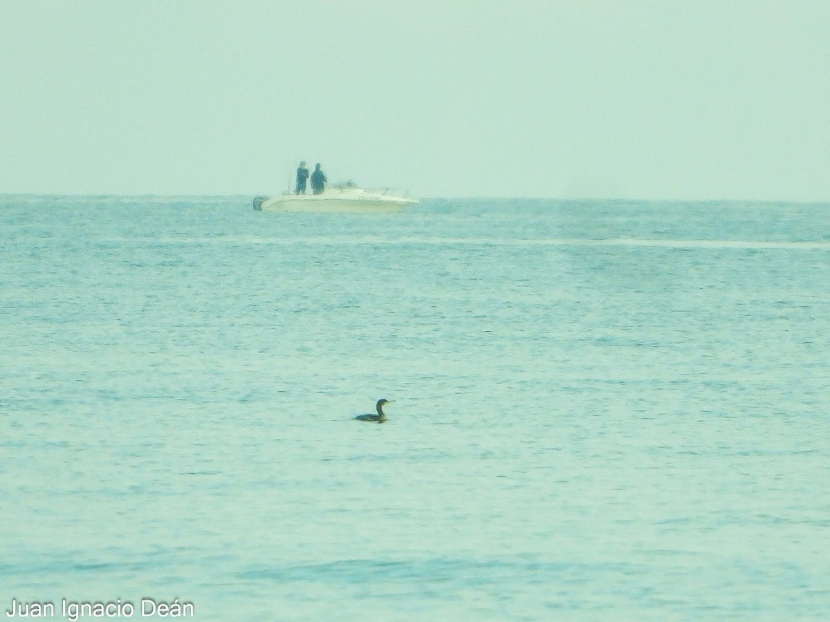 Plongeon arctique - ML647343086