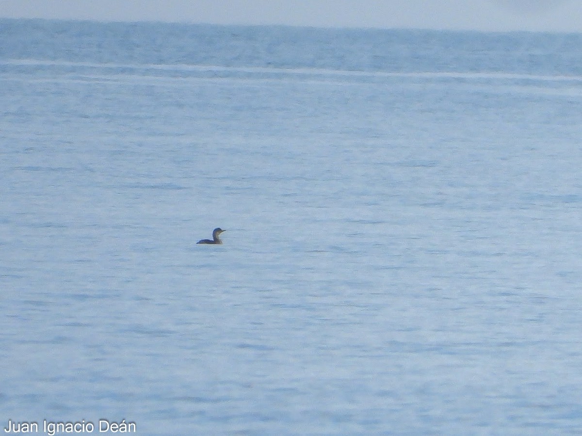 Plongeon arctique - ML647343087