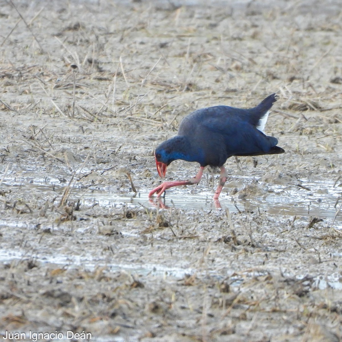 Western Swamphen - ML647343102