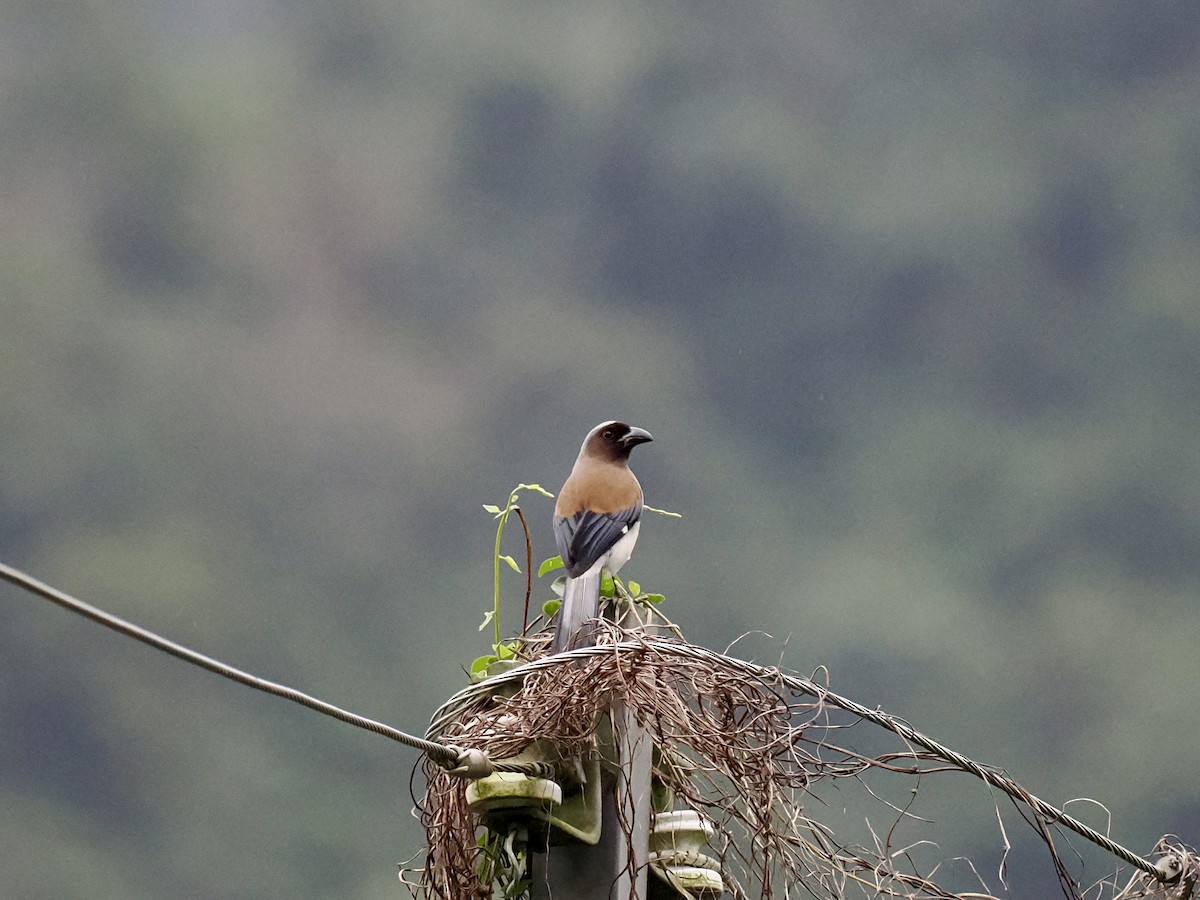 Gray Treepie - ML647343107