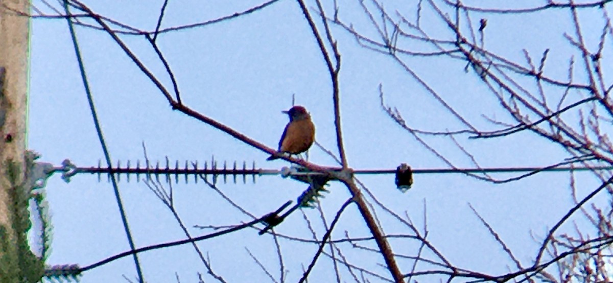 American Robin - ML647343108