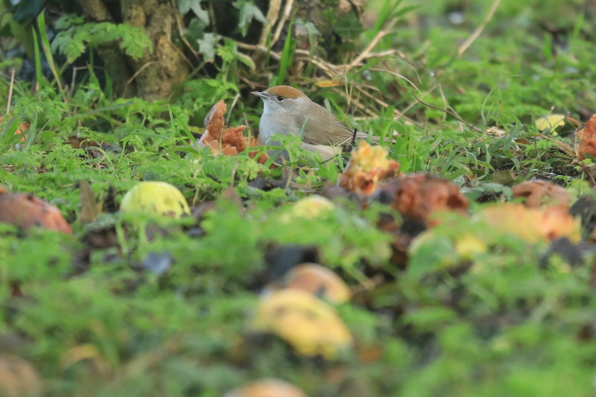 Eurasian Blackcap - ML647343110