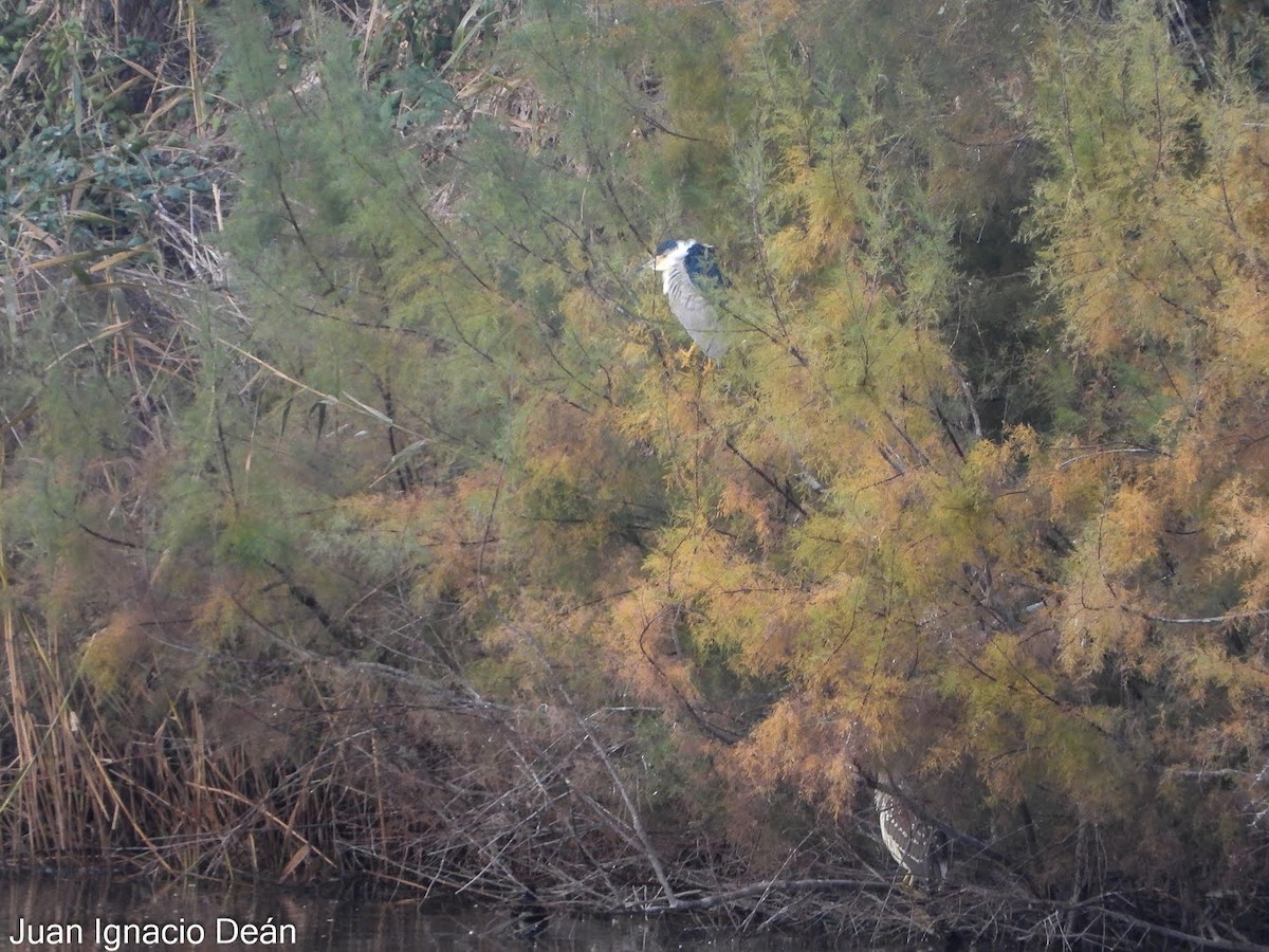 Black-crowned Night Heron - ML647343111