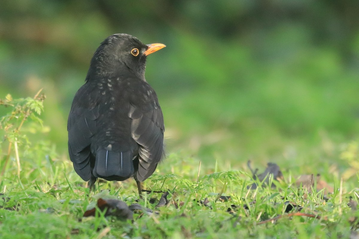 Eurasian Blackbird - ML647343113