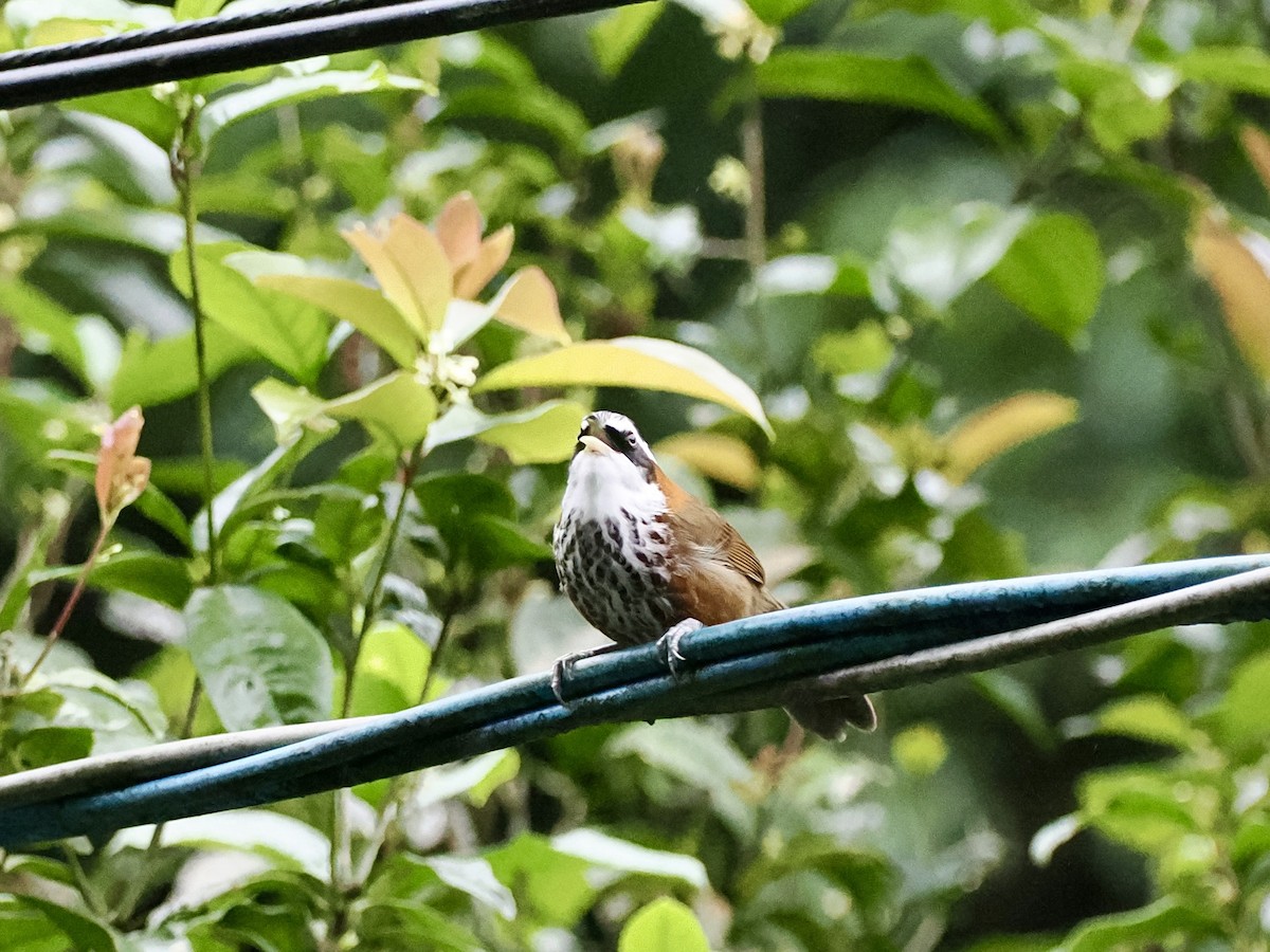 Taiwan Scimitar-Babbler - ML647343114