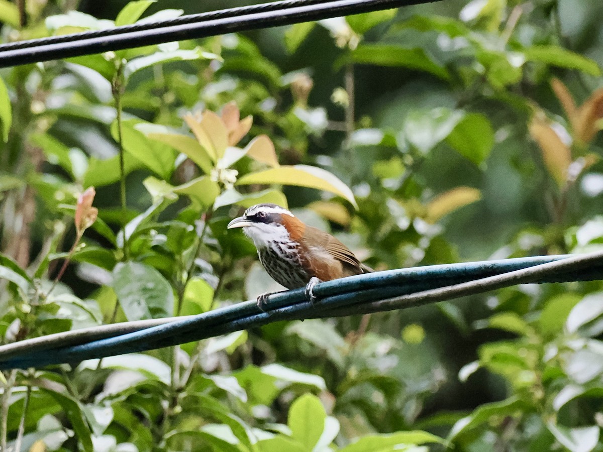 Taiwan Scimitar-Babbler - ML647343115