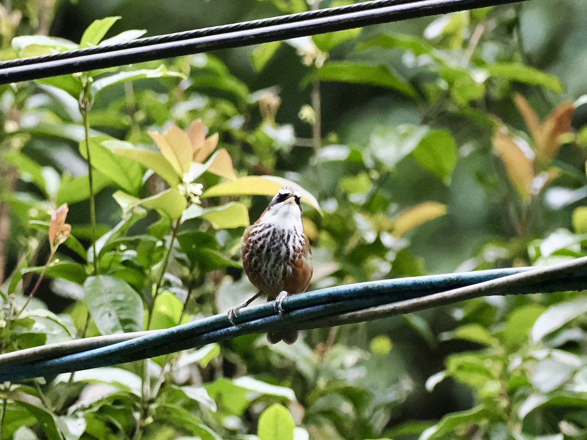 Taiwan Scimitar-Babbler - ML647343116