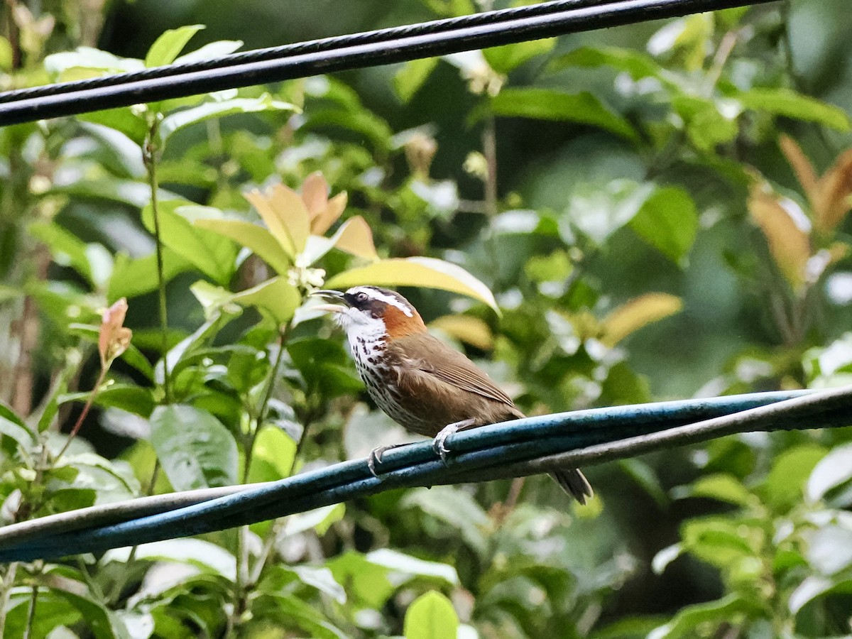 Taiwan Scimitar-Babbler - ML647343118