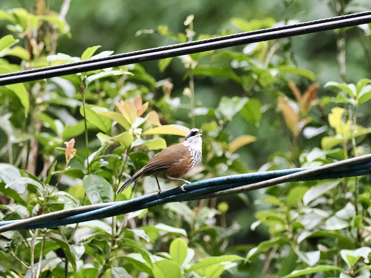 Taiwan Scimitar-Babbler - ML647343120