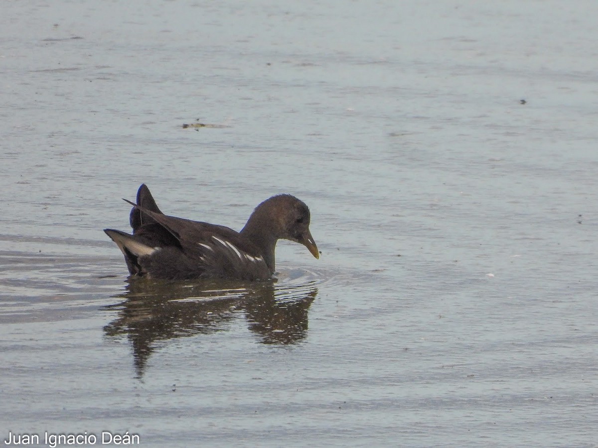 Eurasian Moorhen - ML647343121