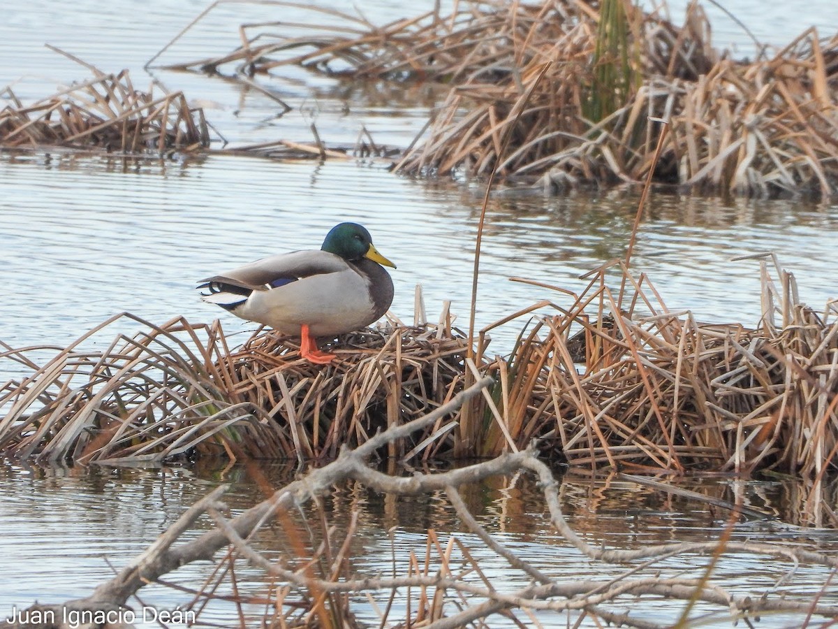 Mallard - ML647343122