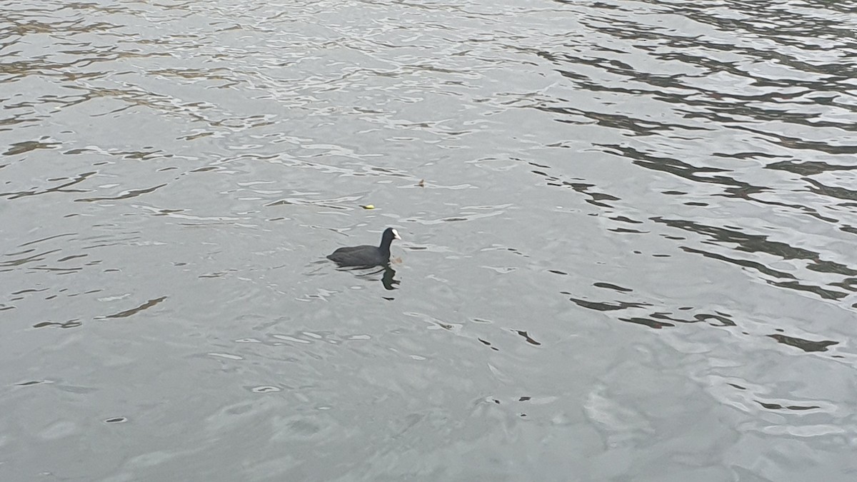 Eurasian Coot - ML647343124