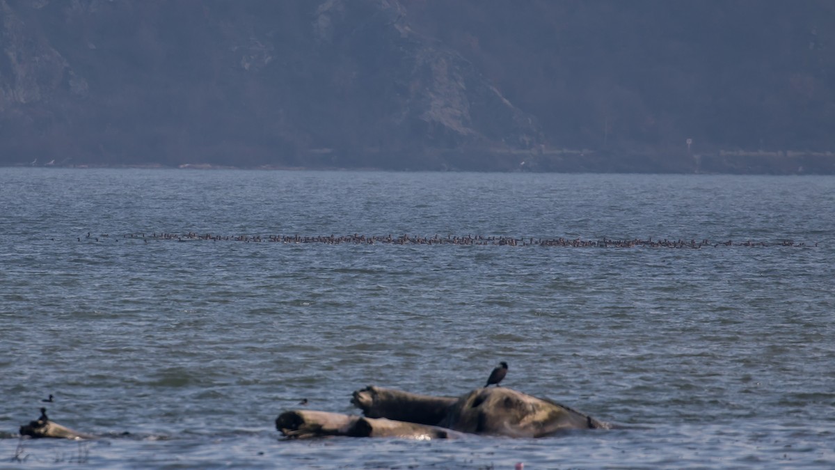 Graylag Goose - ML647343127