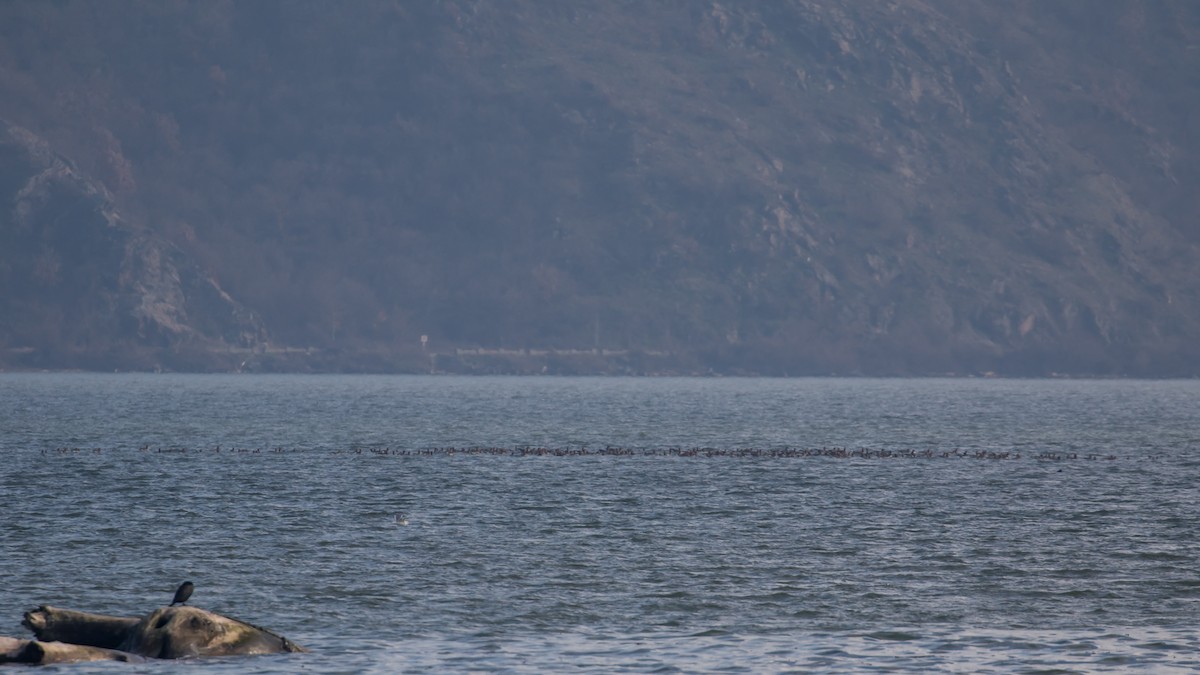 Graylag Goose - ML647343128