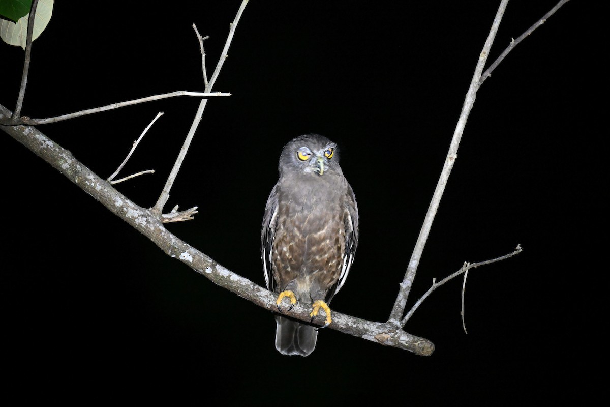 Hume's Boobook - ML647343135