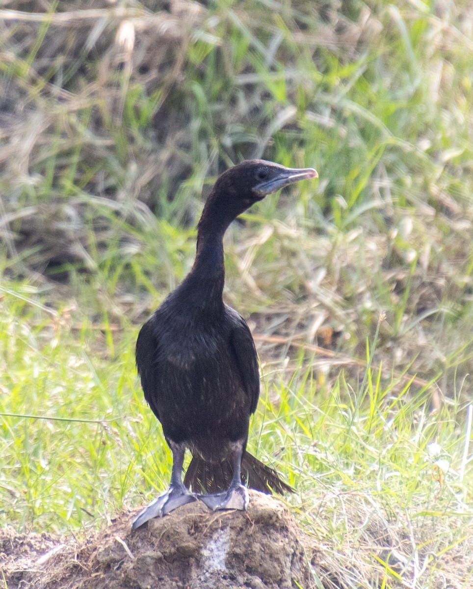 Little Cormorant - ML647343142